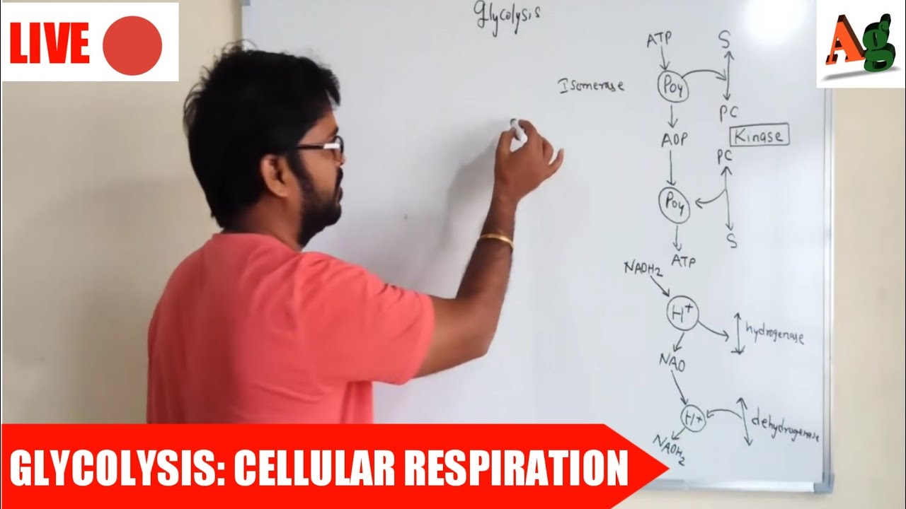 Glycolysis Steps | EMP Pathway |Cellular Respiration | Plant Physiology | Agriculture