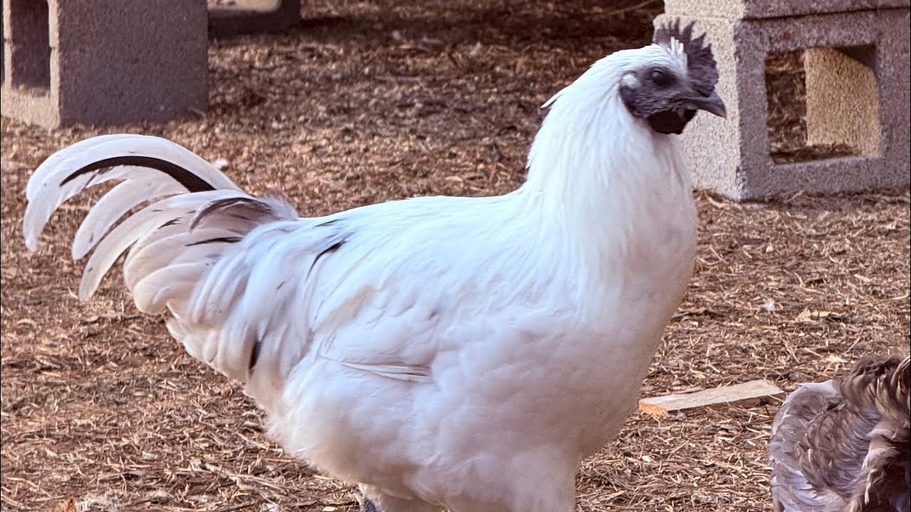 Sonshine Homestead 3/6/26 #chicken  #pig #goat #farm #farmlife #homestead #cuteanimals #viralvideo 