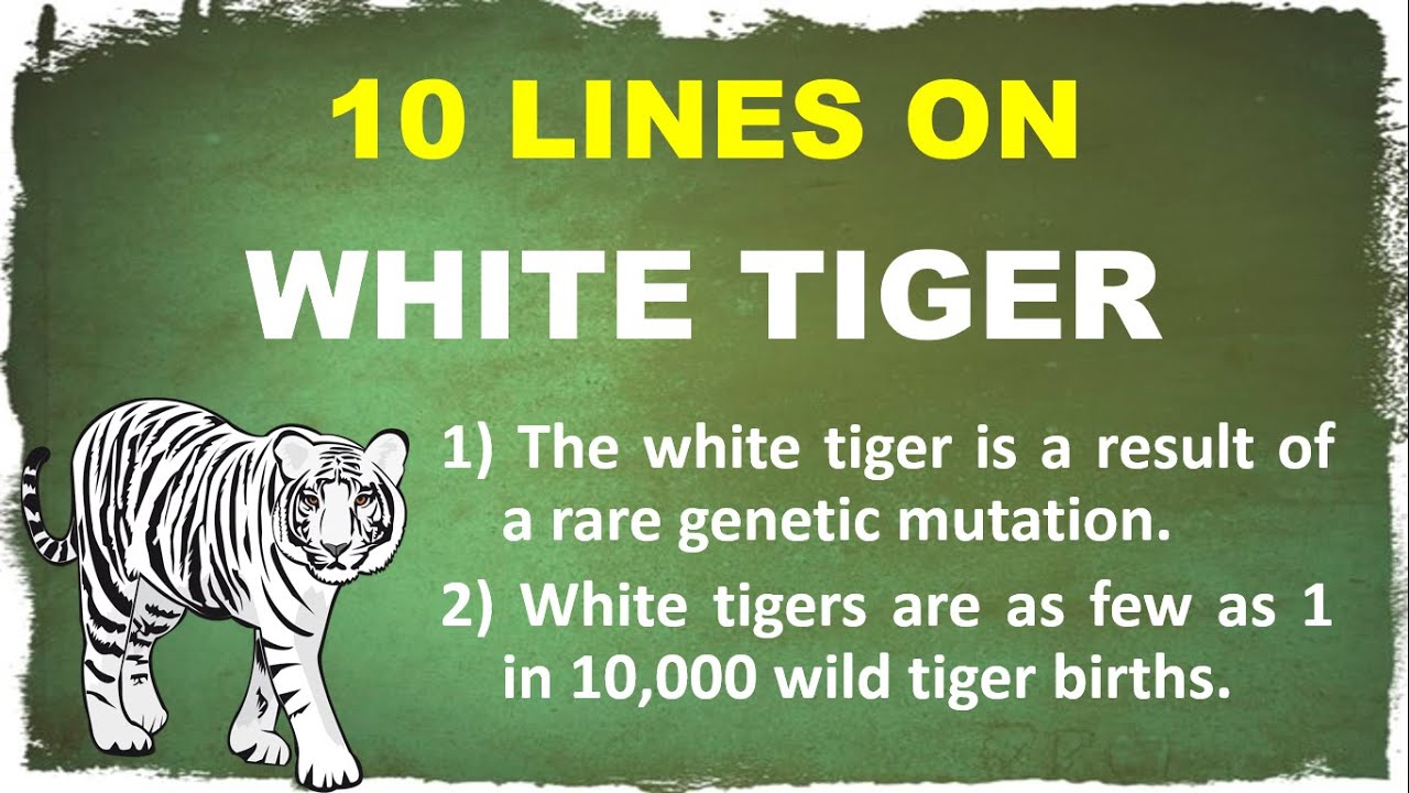 10 Lines on White Tiger in English | Few Lines on White Tiger | Bengal white Tiger