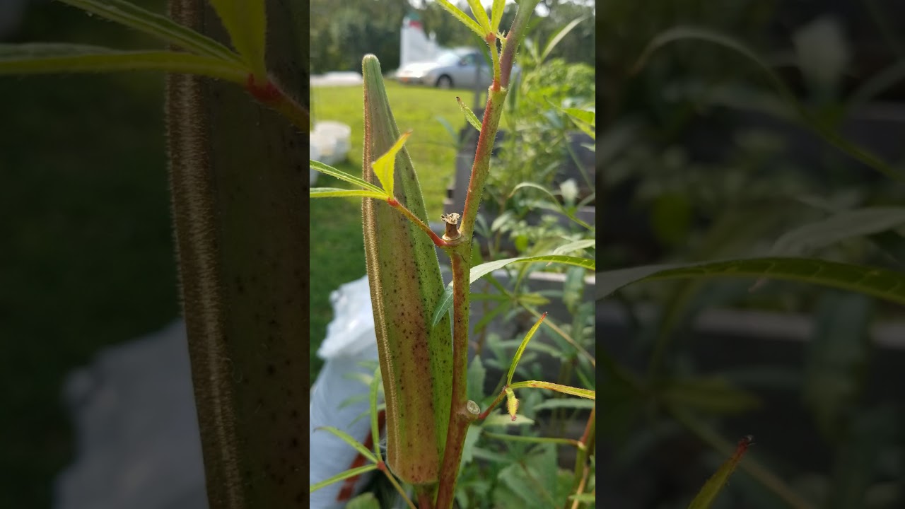 Clemson Spineless Okra- growing, harvesting, and seed saving tips
