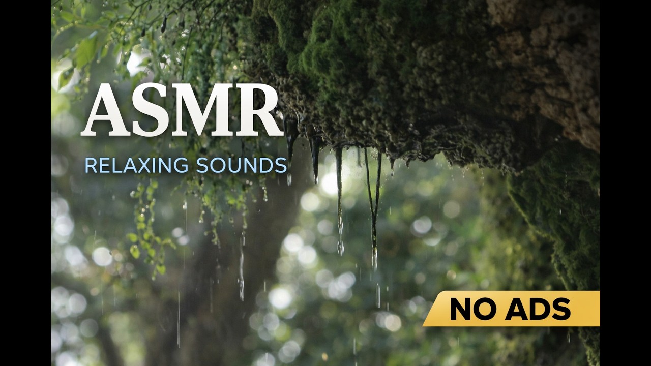 Forest Rain ASMR 🌧️ Relaxing Water Dripping Sounds for Sleep & Study | NO TOOK