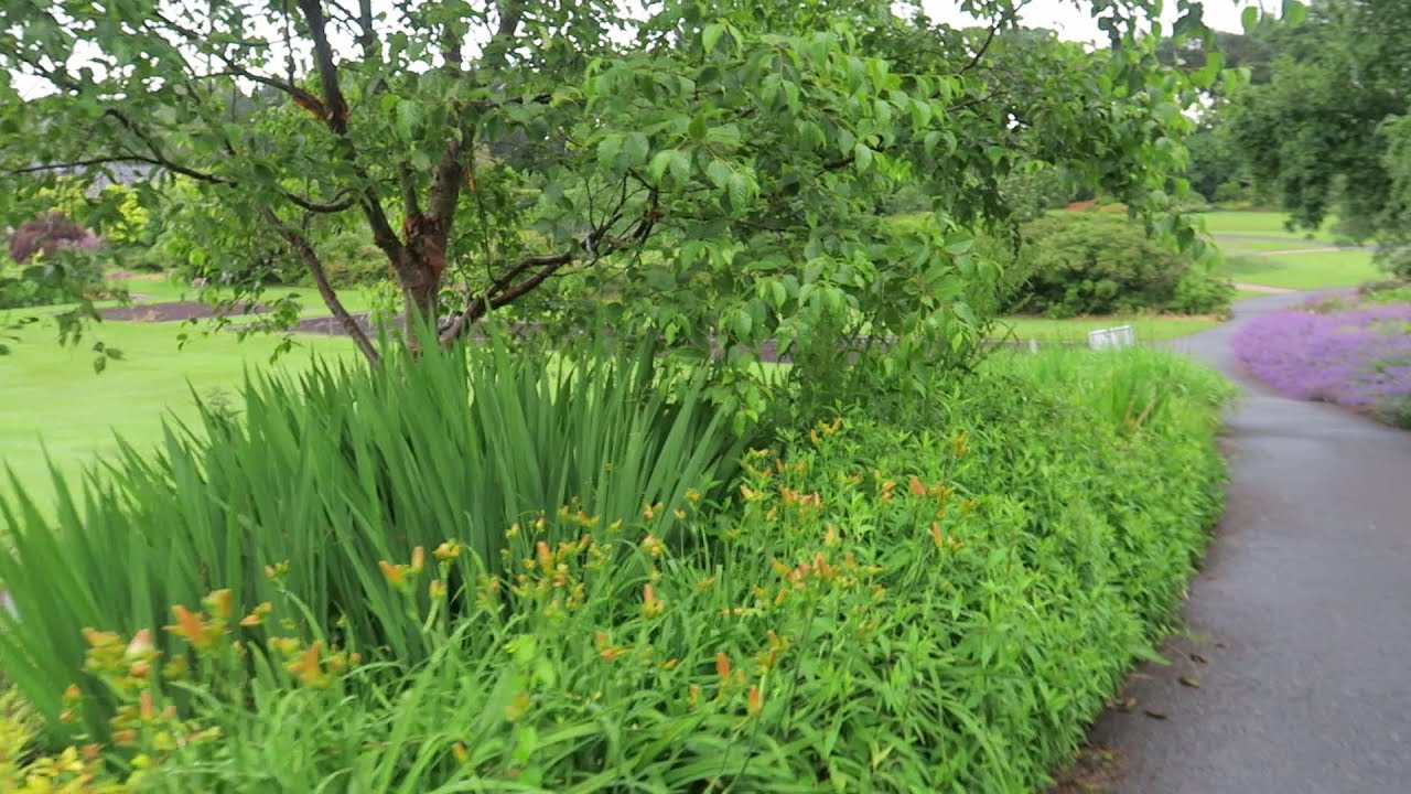 Ness in a nutshell: Chapter 1