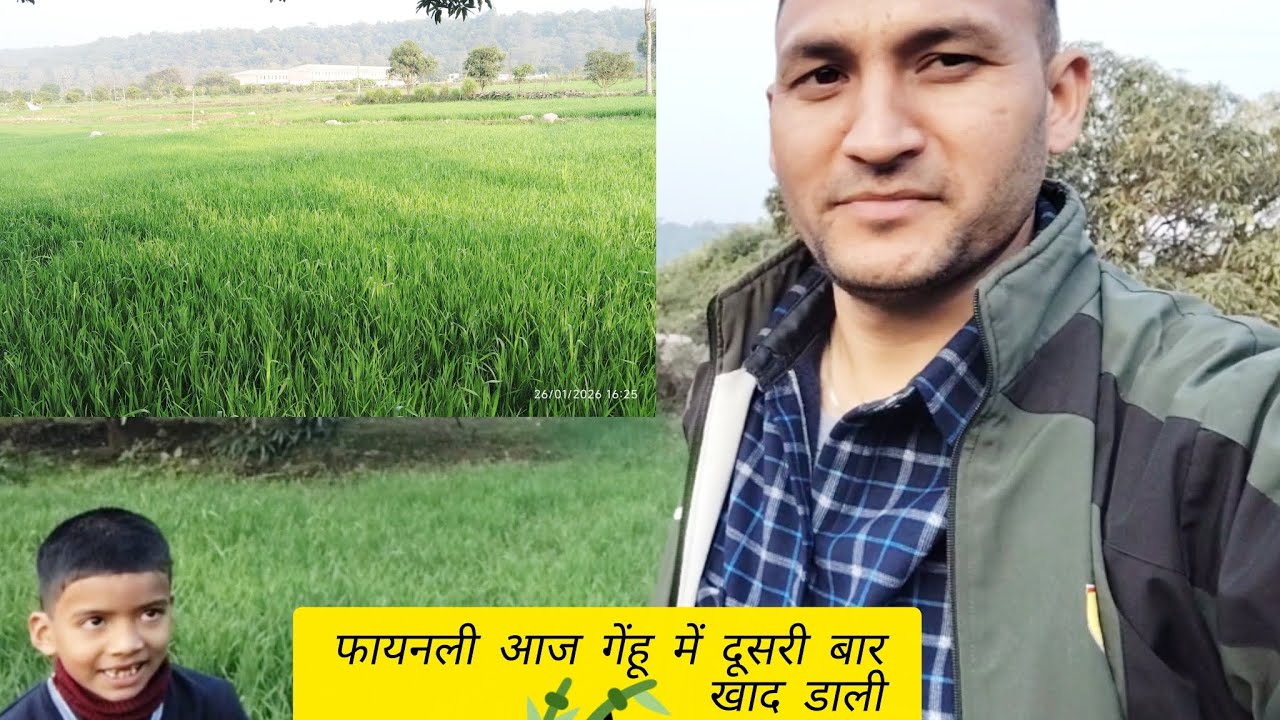 खाद डालने का तरीका ,फाइनली आज खेत में डाली गई खाद, आशीष को  कुछ नया सीखने को मिला#chotaalivlog#rwt