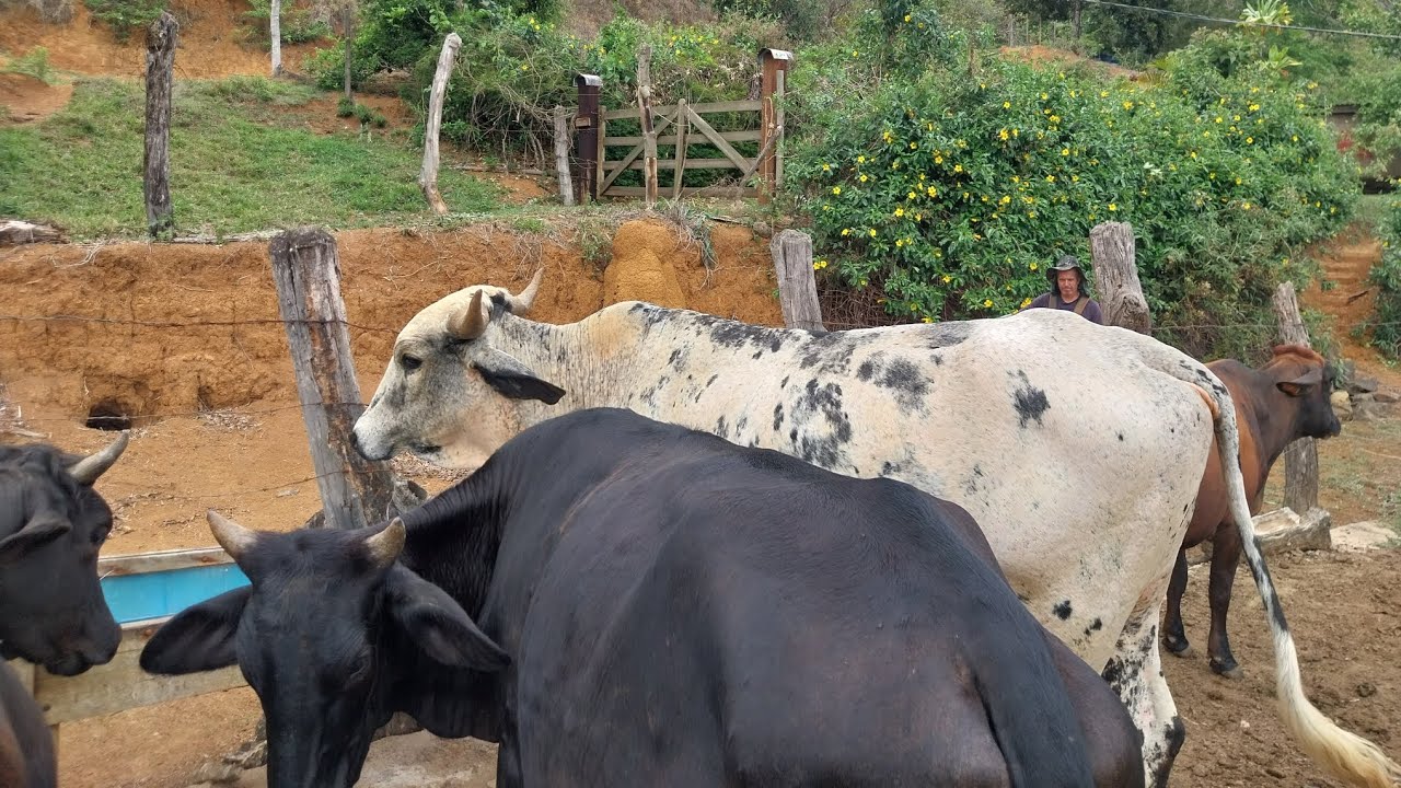 Sertanejo e Rubi foram embora#fazenda #gado #vidanaroça #vaca #sitio 