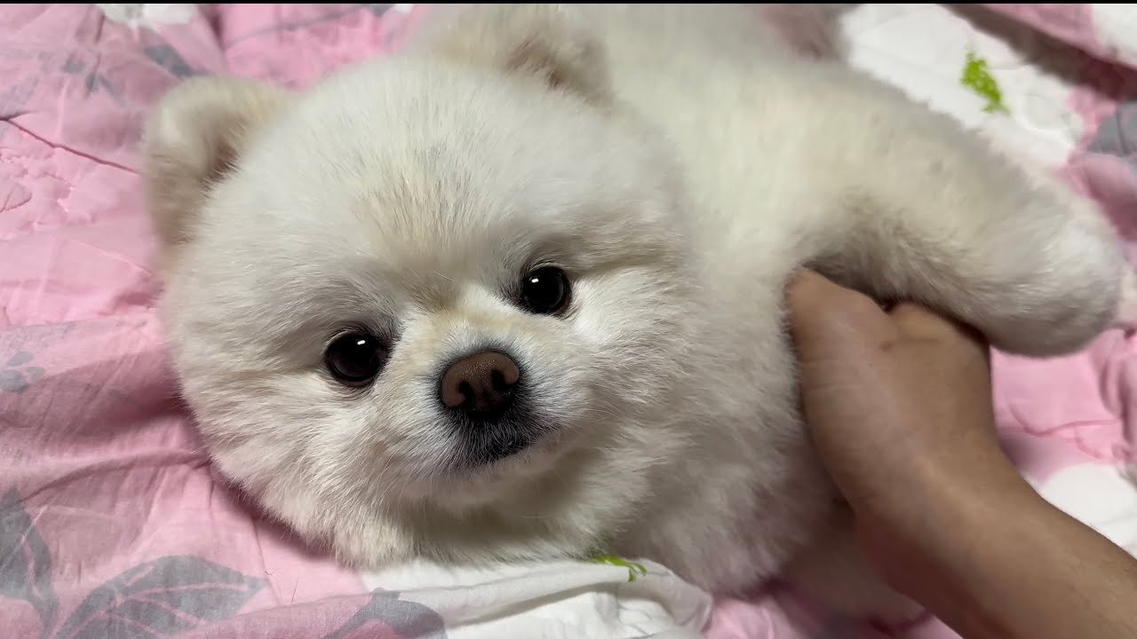 Щенок, который позволяет вам трогать только там, где вы хотите