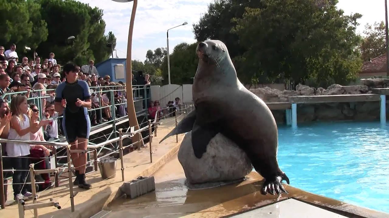 Marineland Antibes: Steller Sea Lions