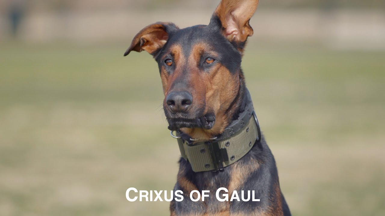 CRIXUS OF GAUL, AN AMAZING DOBERMAN PINSCHER BELGIAN MALINOIS MIX