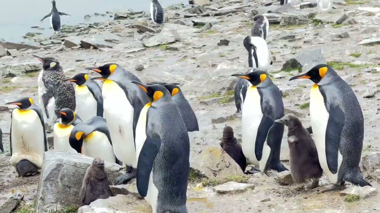 Bluff Cove Penguins
