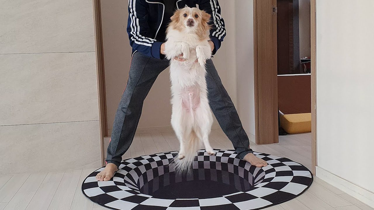 착시매트 깔자 못지나가겠다고 안아달라는 강아지 ㅠㅠㅠ