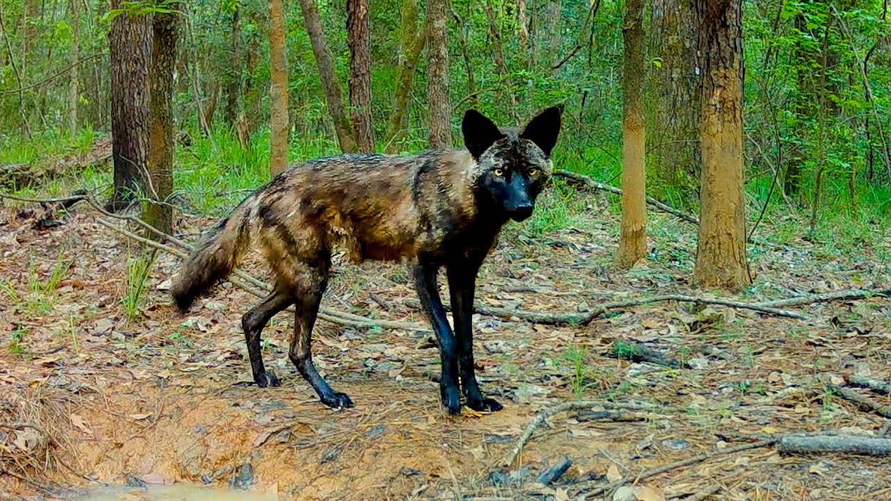 The Black Coyote — One of the Rarest Wild Canines in America