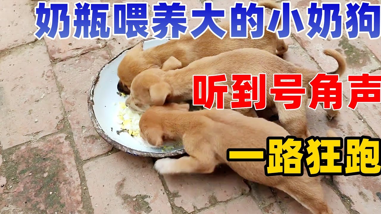 奶瓶喂养大的3只小奶狗，听到吃饭的号角声，一路狂跑来吃饭