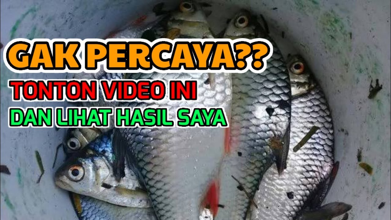 UMPAN IKAN TAWES LIAR || ANTI GAGAL 2021