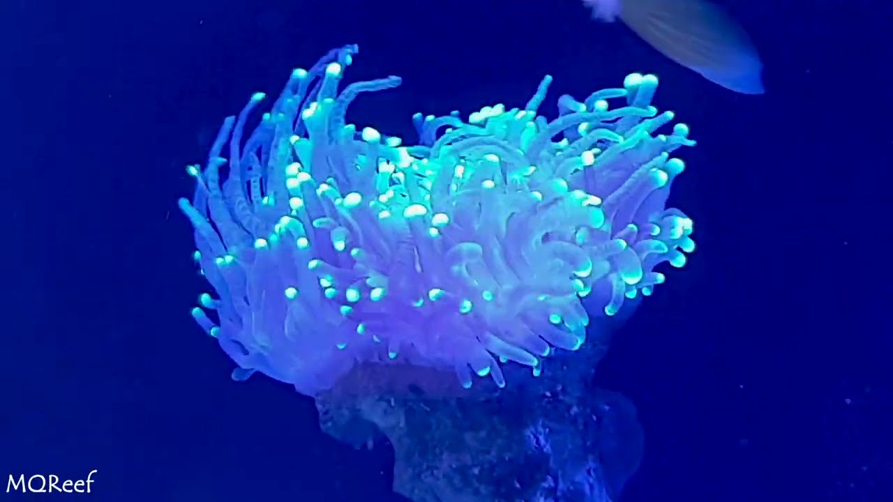 Treating Brown Jelly Disease (BJD) in Torch Coral