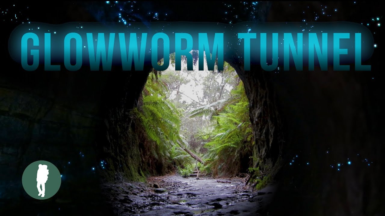 Glowworm Tunnel, Wollemi National Park, Newnes Plateau, Lithgow
