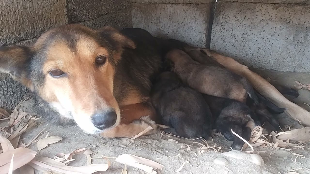 A Mother’s Love: Shampy Feeding Her Babies | Shampy Life 🐾