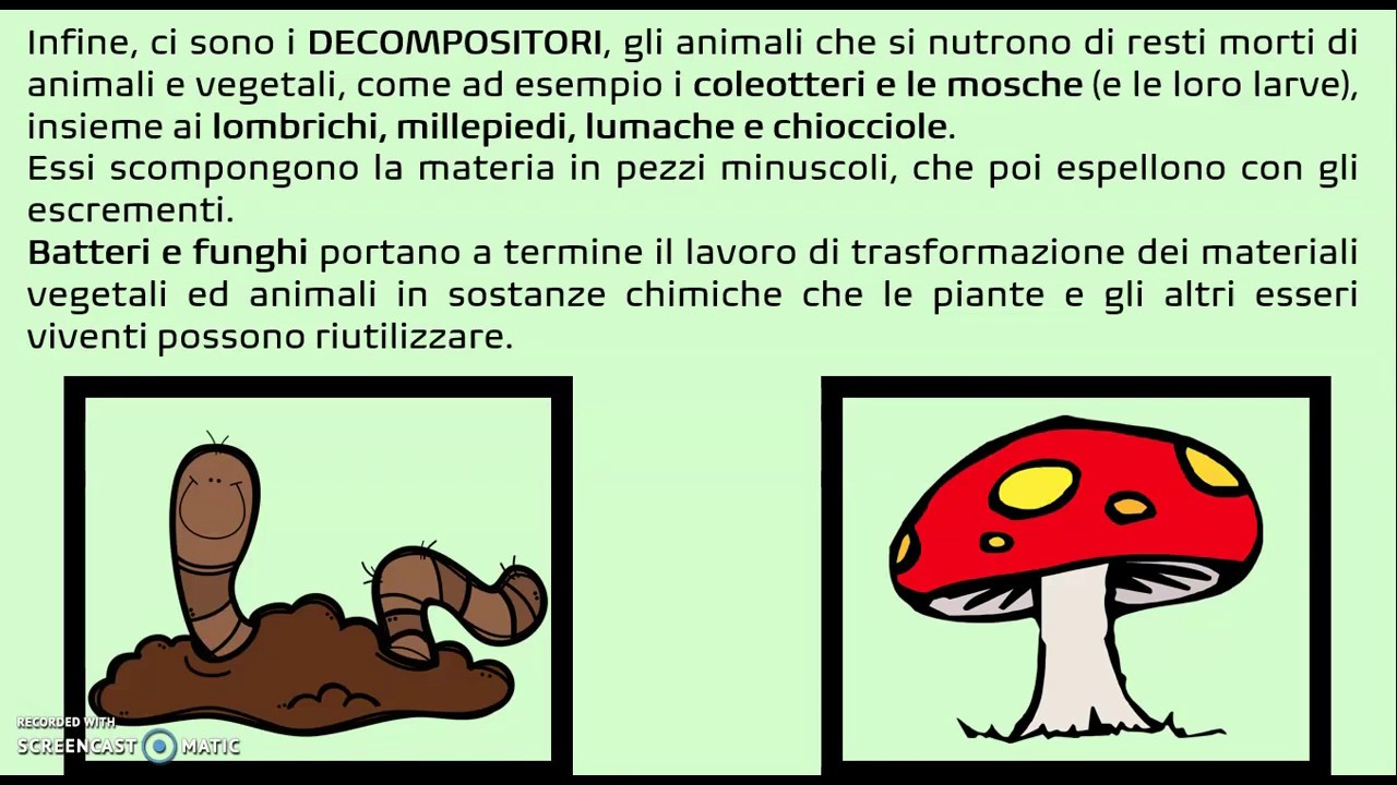 La vita nel bosco