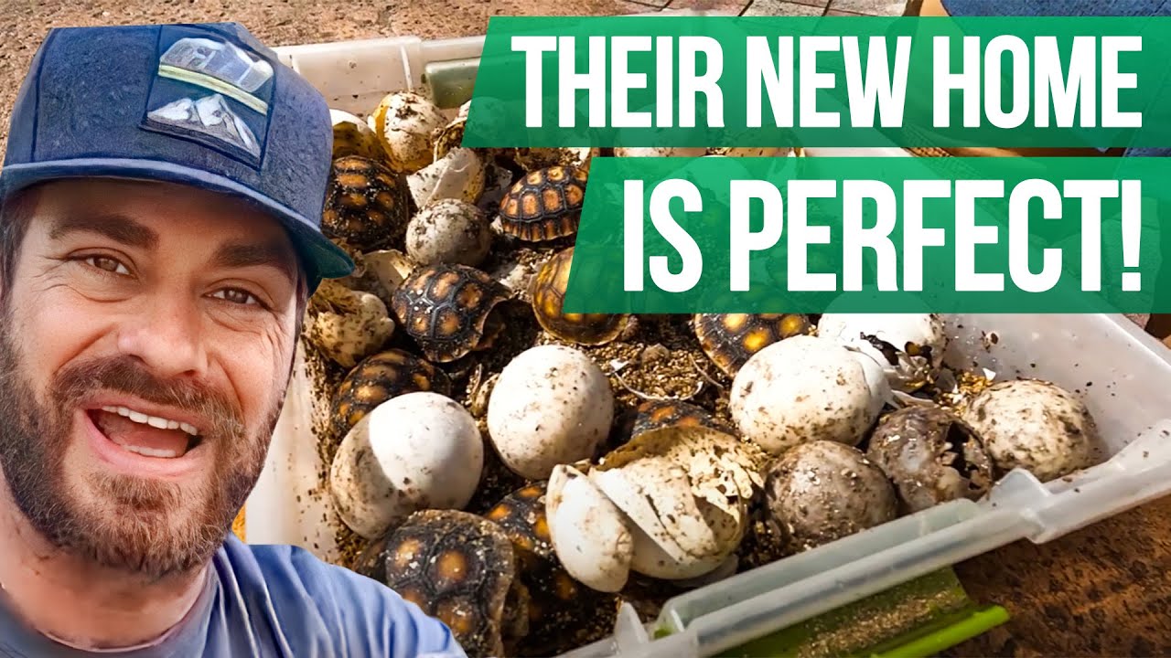 Outdoor Nursery for Baby Tortoises!