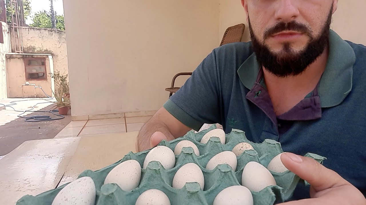 Mostrando como é feito nosso preparo para envio de ovos de Perdiz chukar.