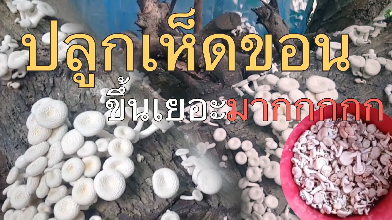 ได้ผล​ทดลอง​เพาะเห็ด​ขอนขาวเป็น​ที่น่าพอใจ​(กลับประเทศ​ไทย)​