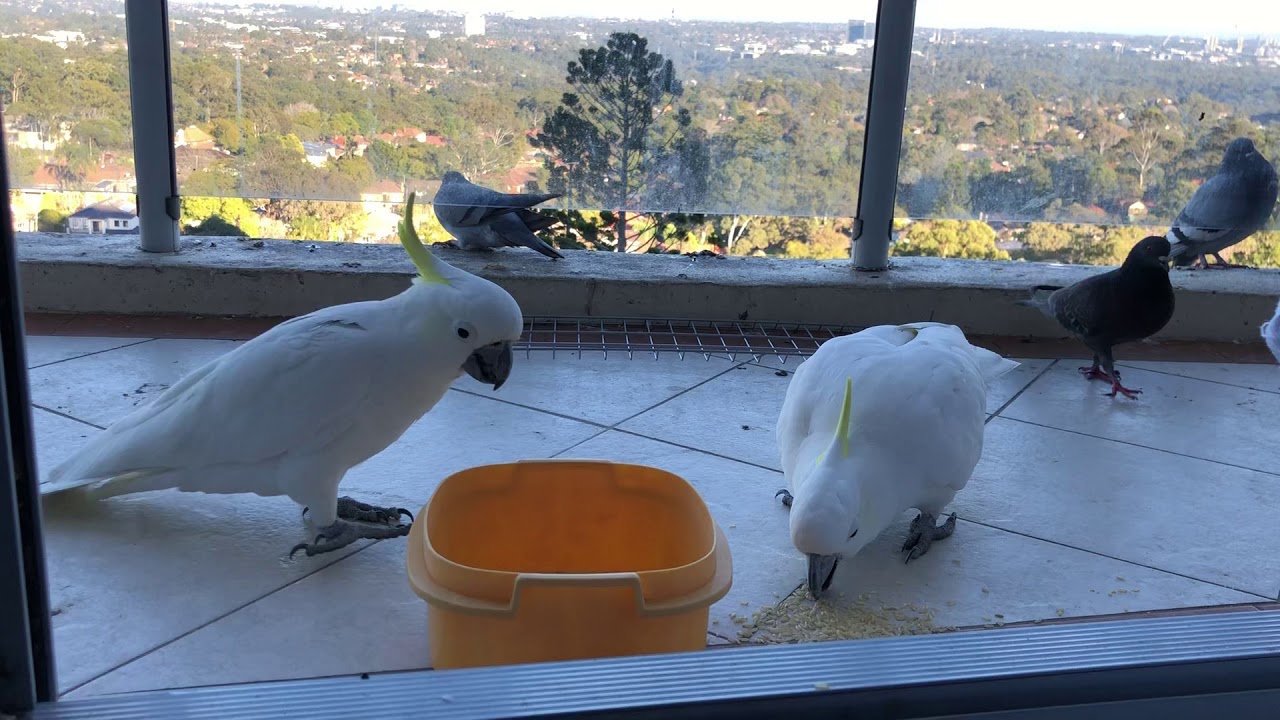 Cockatoo fight
