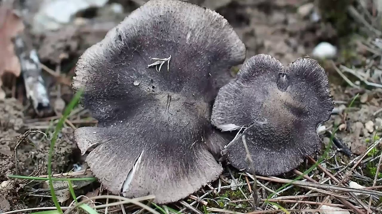 Tricholome terreux le vrai griset ou petit gris (champignon comestible).