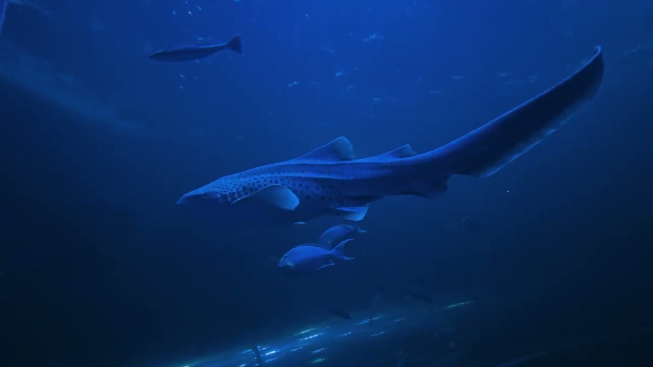 Bang Saen Aquarium Thailand | Shot on DJI Osmo Nano