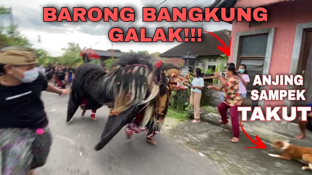 NE MARE GALAK ❗ NGELAWANG BARONG BANGKUNG 2021 - Barong Bangkung Stt. YBK ngelawang kembali