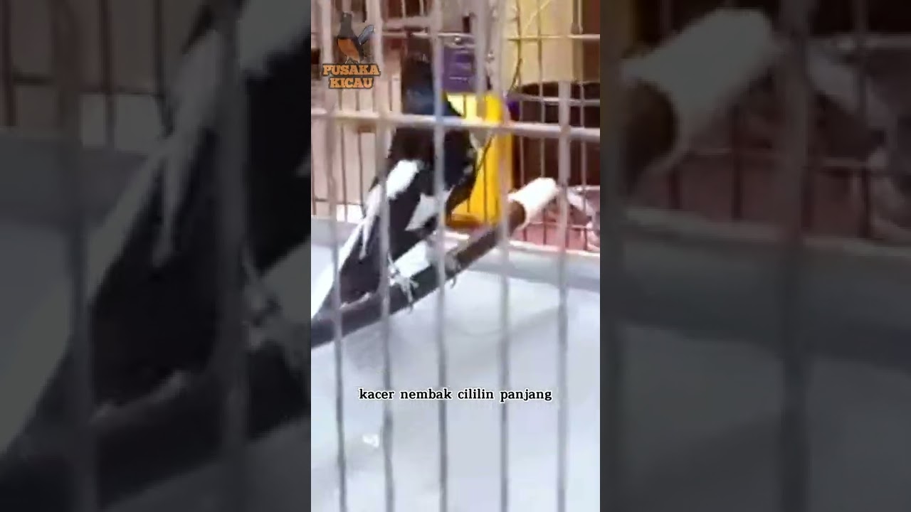 kacer nembak cililin panjang @pusakakicau
