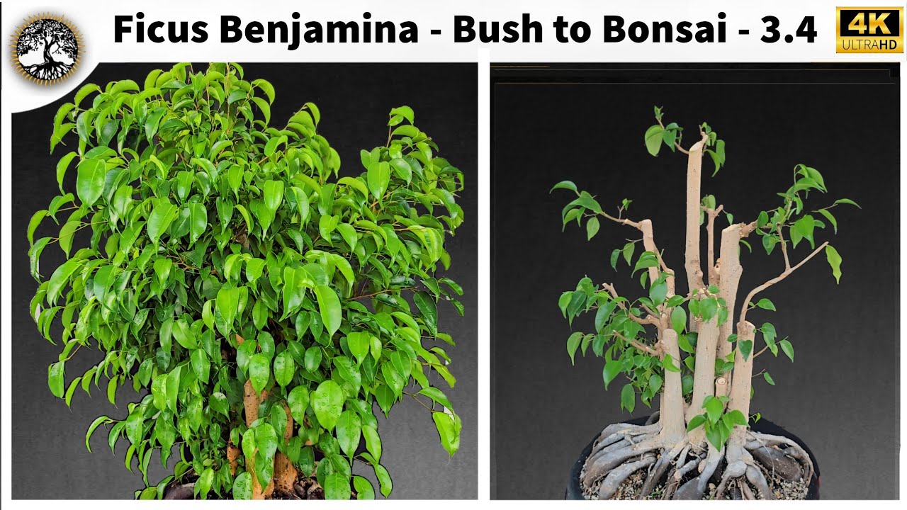 Ficus Benjamina - Bush to Bonsai - 3.4