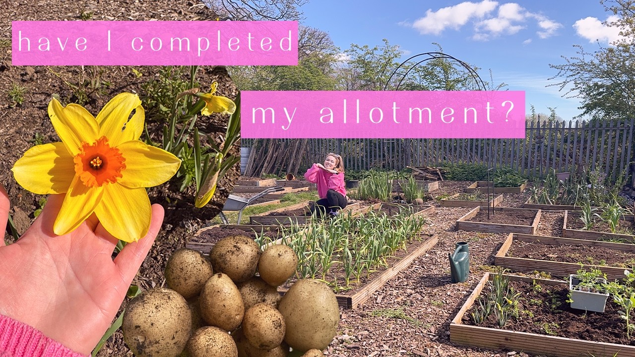 Planting Potatoes, Broad Beans, Sweet Peas & Rhubarb ! Allotment Vlog Ep.79