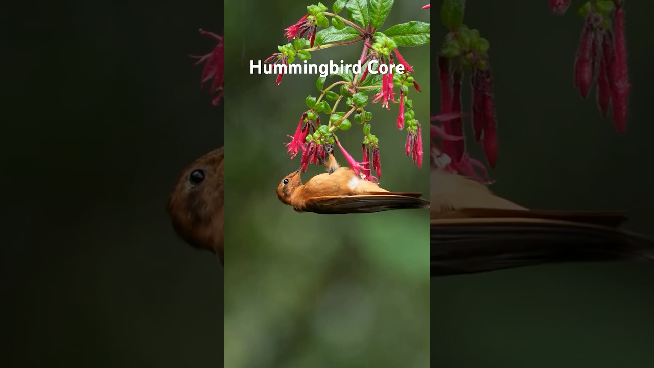 Hummingbird Core #animalshorts #animals #cuteanimals #hummingbird #hummingbirds #birds #bird