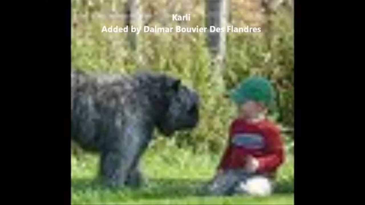 Bouviers & Children - EP I