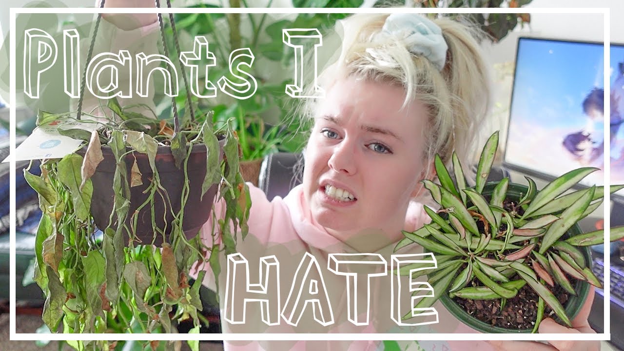 Houseplants I Hate and Regret Buying :(