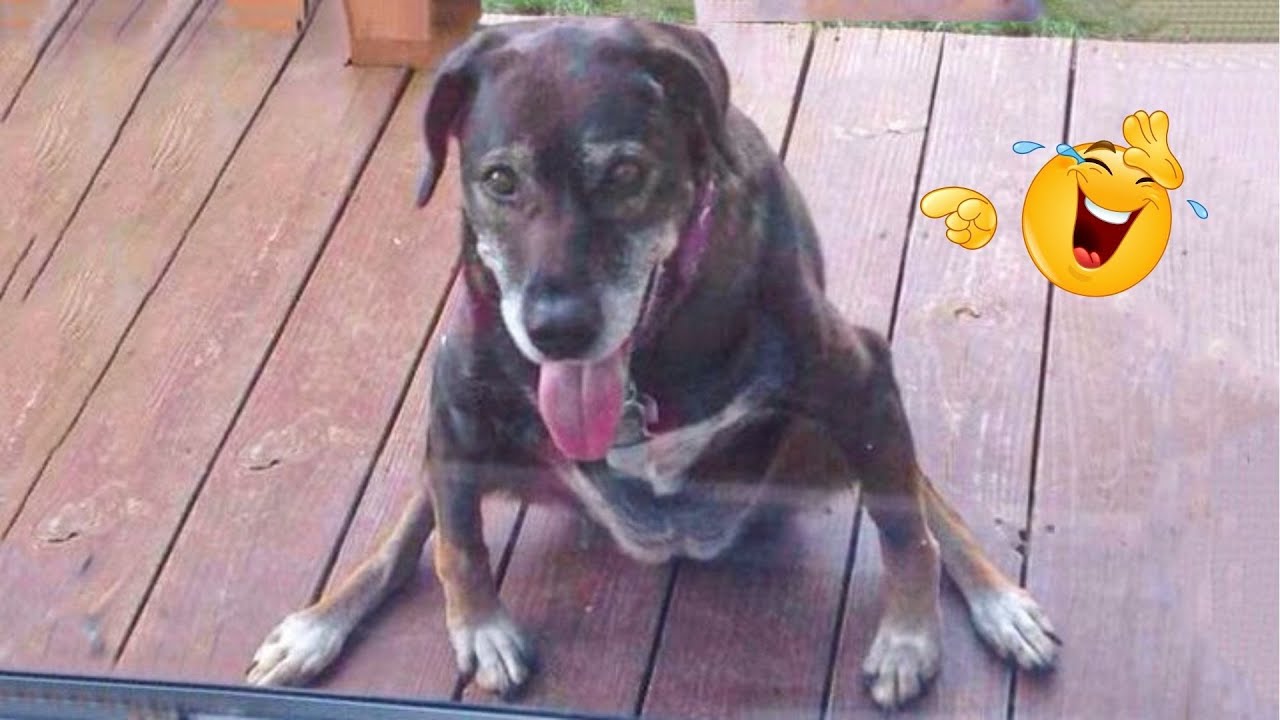 HILARIOUS DOGS Being Weird 🤪 NEW Funniest Dogs Video 2026