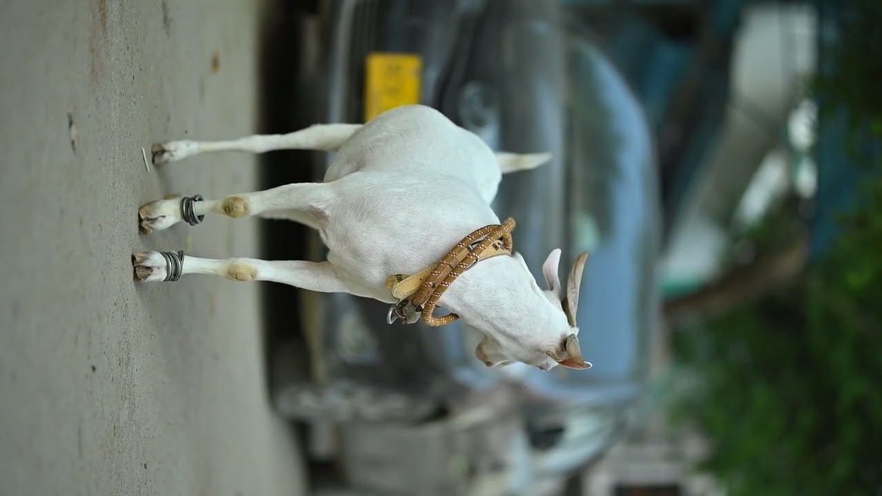 Tedda bakra 2023