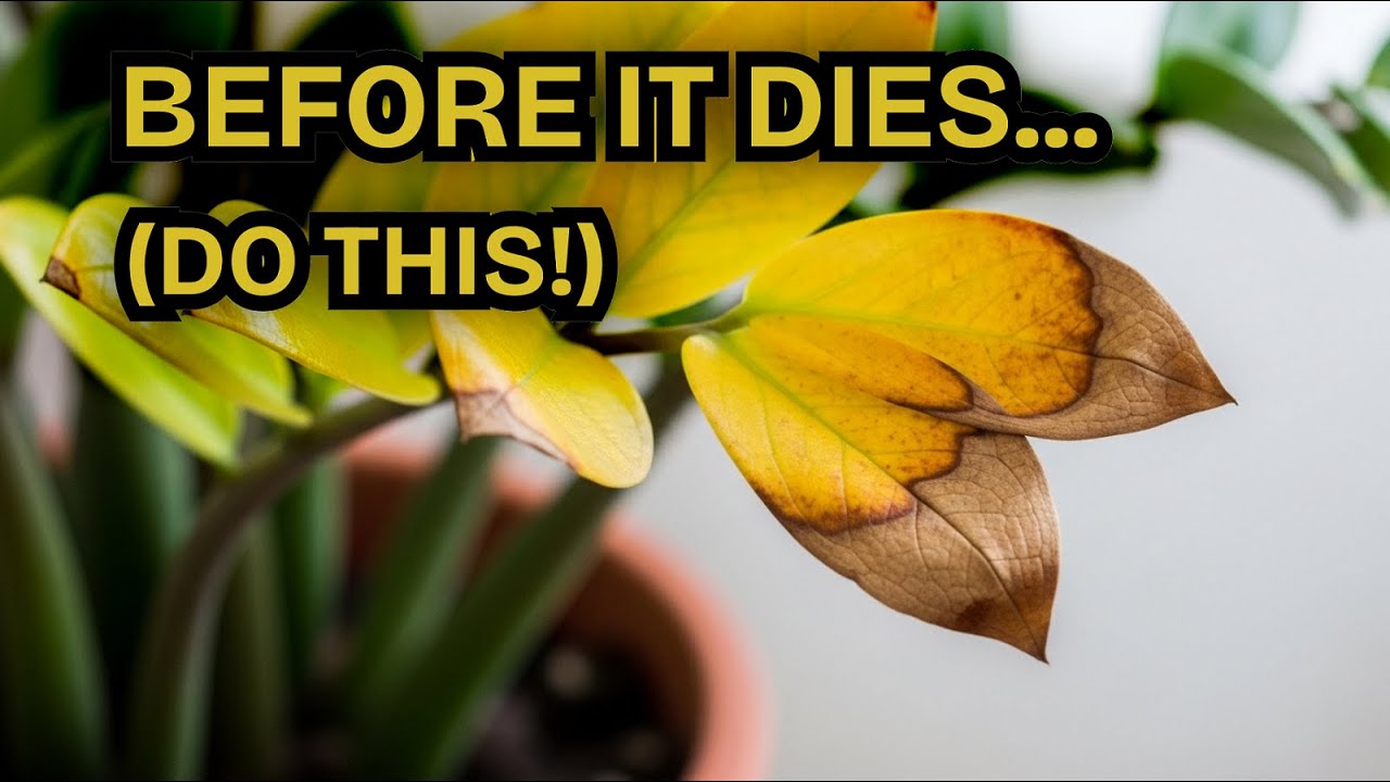 Are You Accidentally Killing Your ZZ Plant? (4 Common Mistakes to Avoid)