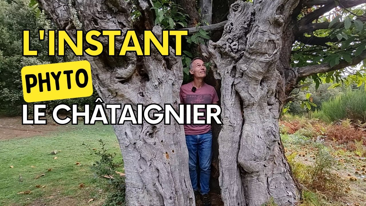 Tous les secrets (ou presque) du châtaignier