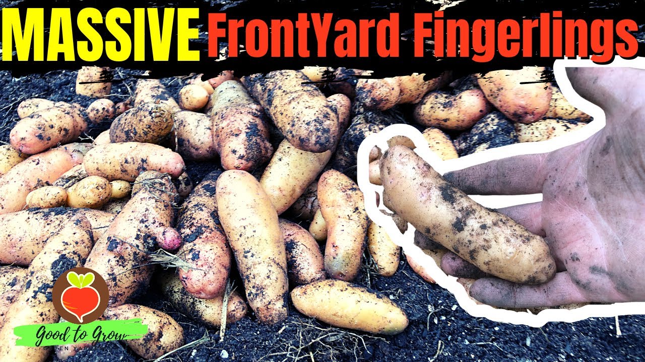 HUGE Fall Fingerling Potato Harvest | Our Third Generation front yard potatoes are HUGE!