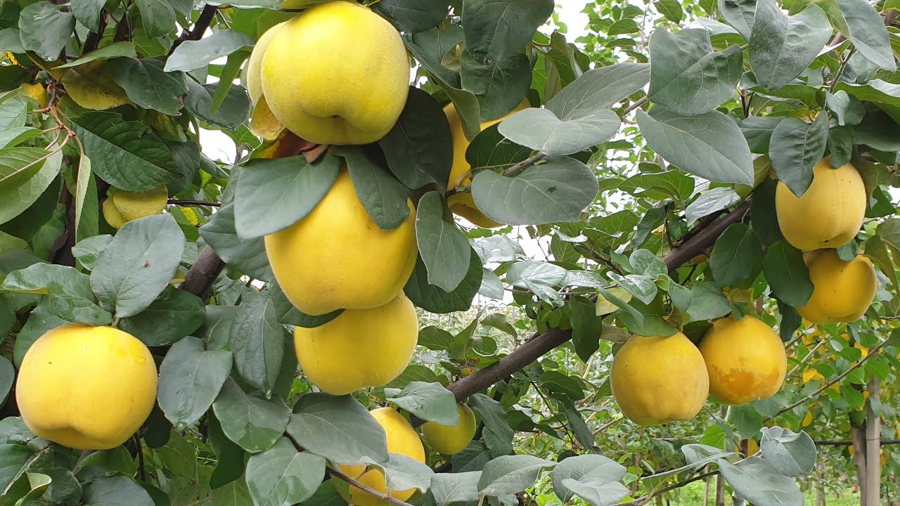 Quince Maria / АЙВА МАРИЯ