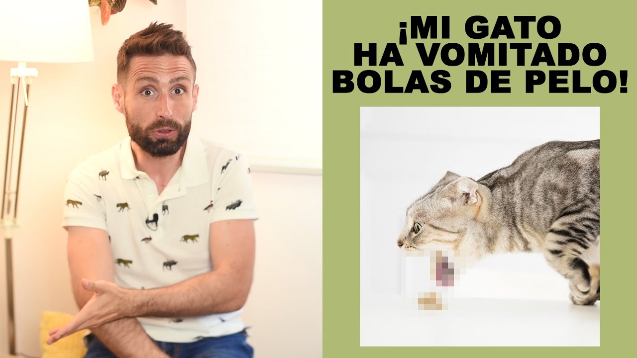 ¿Debo preocuparme si mi gato vomita bolas de pelo?