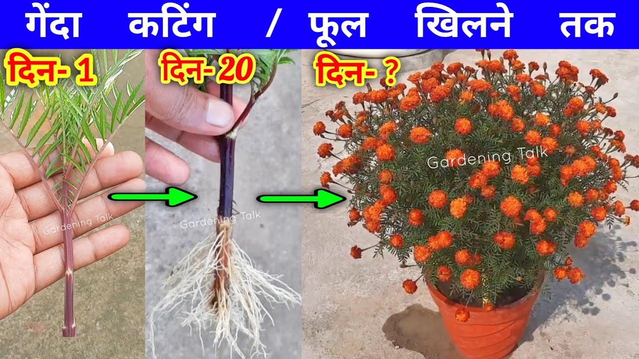 गेंदा लाखों फूल देगा कटिंग से ग्रो करें | How To Grow Marigold From Cutting at Home #marigold #diy