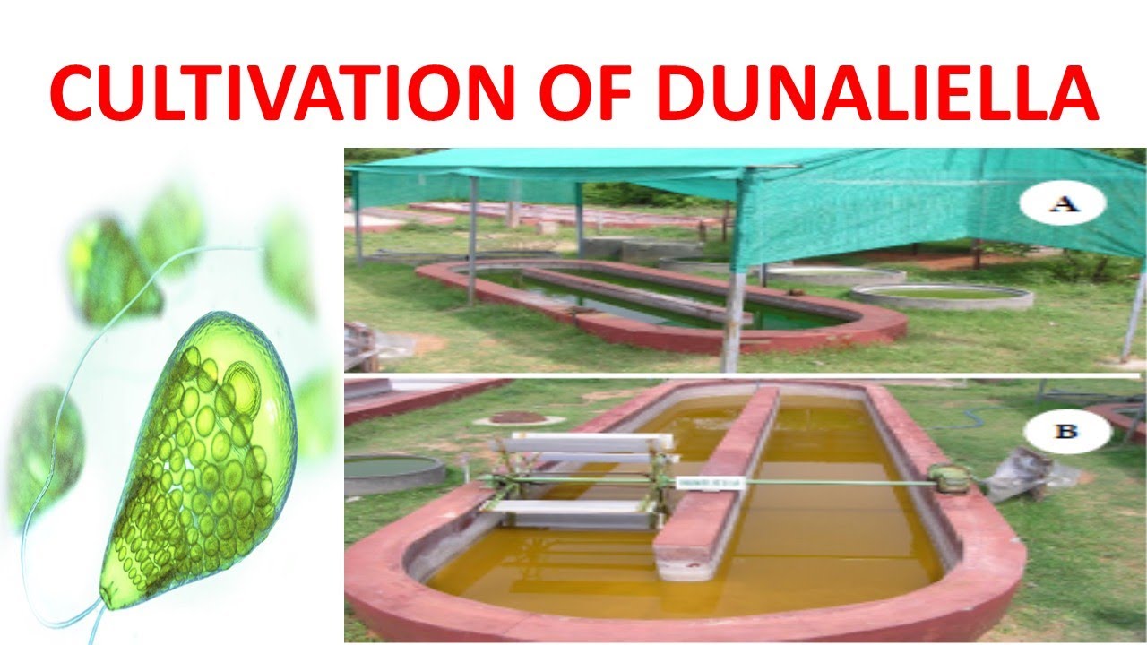 CULTIVATION OF DUNALIELLA