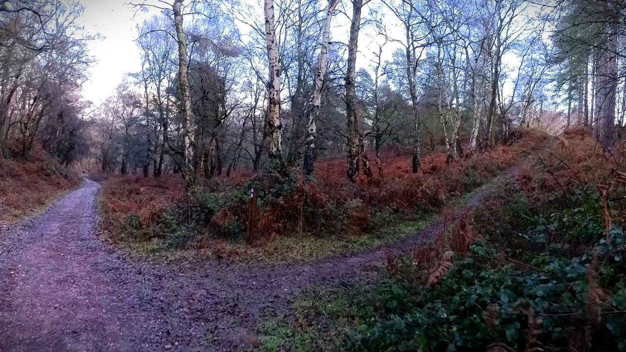 ... Running the Wild Wood ...
