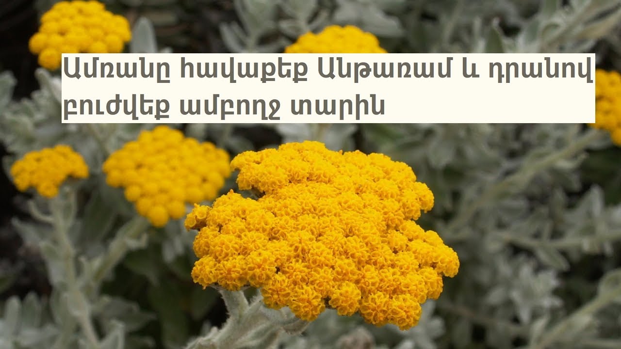 Ամռանը հավաքեք Անթառամ և դրանով բուժվեք ամբողջ տարին