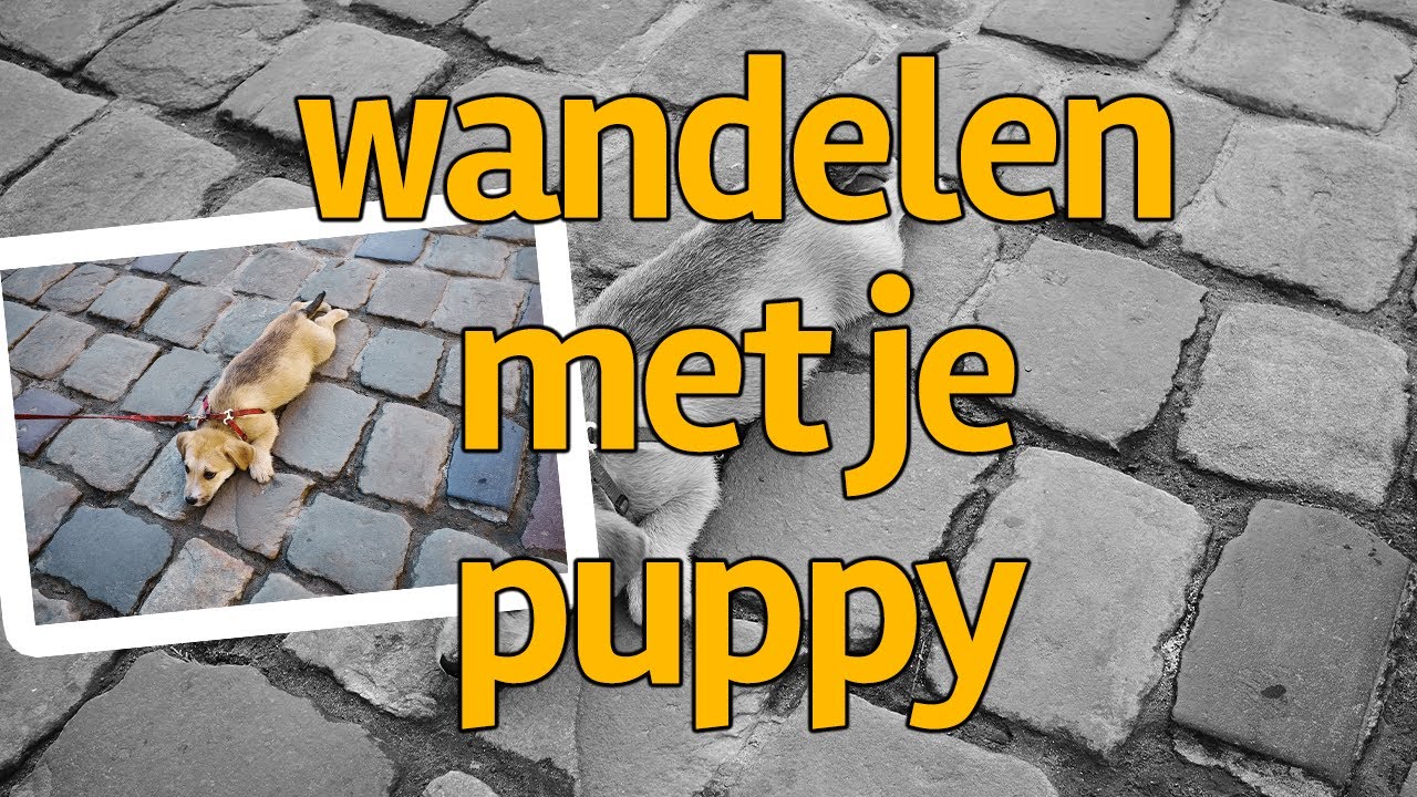 Puppy wil na het wandelen niet meer naar binnen! Help, wat nu? 🐕🐾🐶