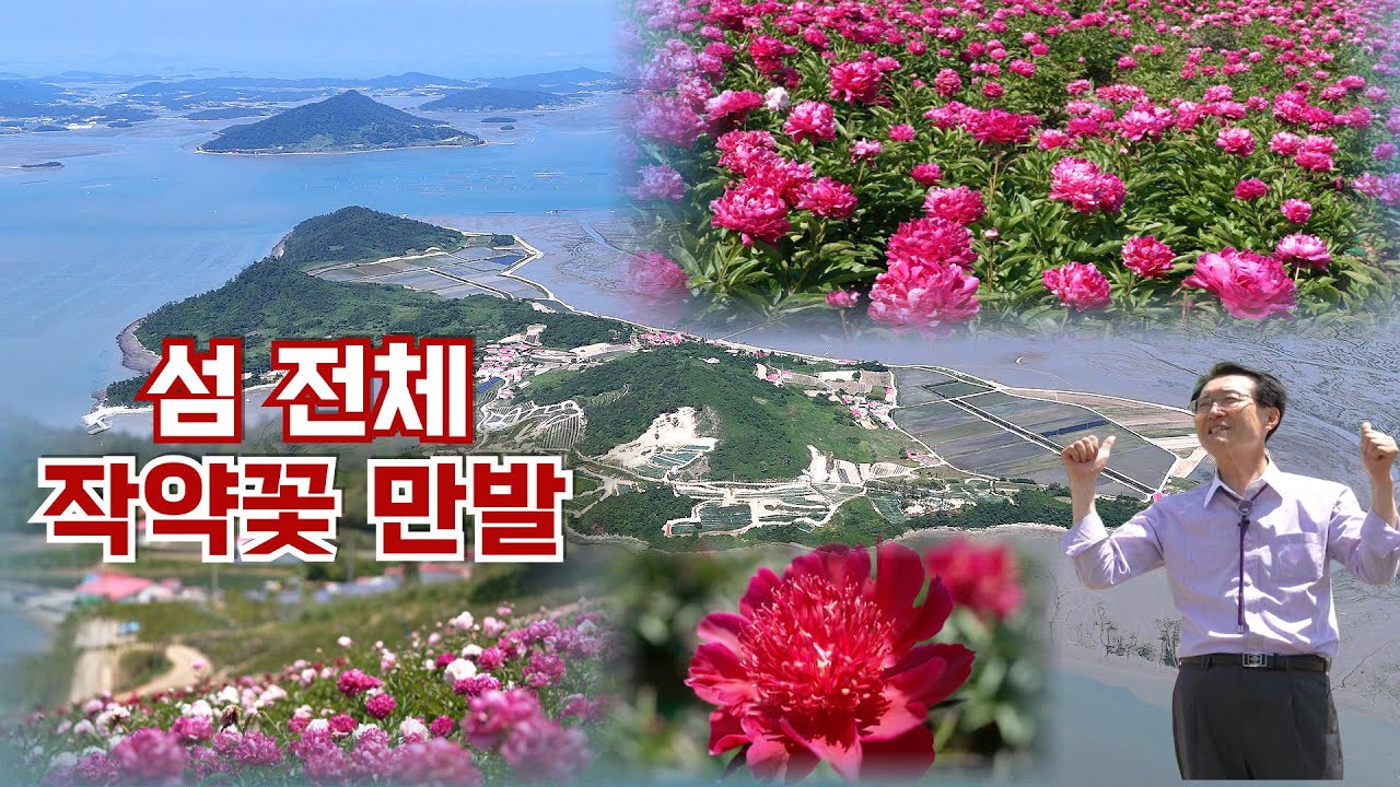 ※역대급 엄지척!※_국내 최초 ‘작약의 섬’_축구장 8배 크기 '작약 정원'_ 보석같은 섬,  ‘옥도’_거기가 어디니?!_Okdo_peony Island in Korea_박우량