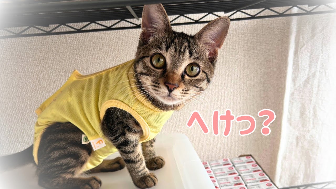 うちの猫が避妊手術を受けた結果、究極の甘えん坊になりました。
