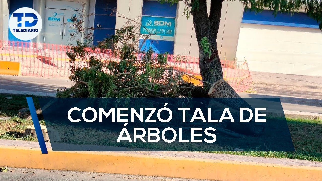 Adiós a los árboles! Así comenzó la polémica obra en Torreón