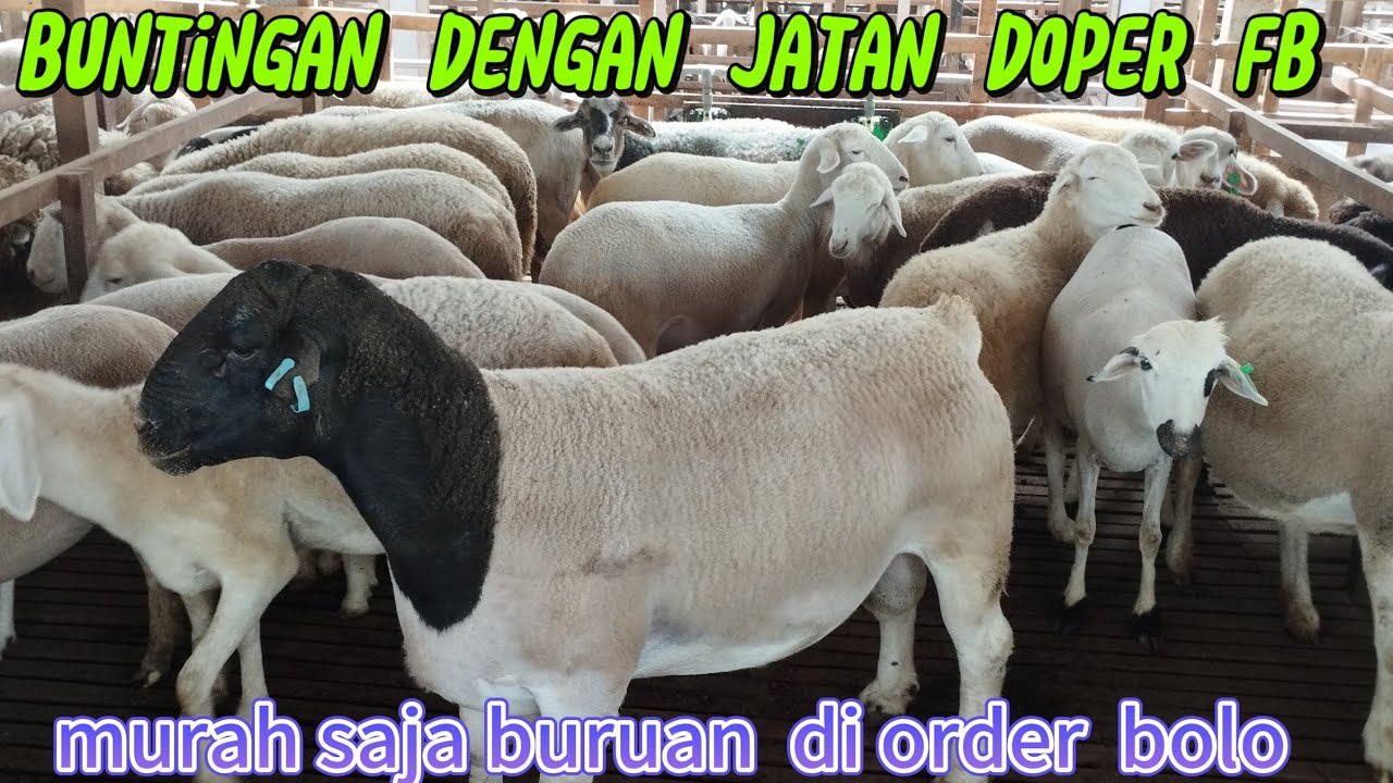 OBRAL BUNTINGAN DENGAN DOPER FULL BLOD shanom farm jatim 085784193257 