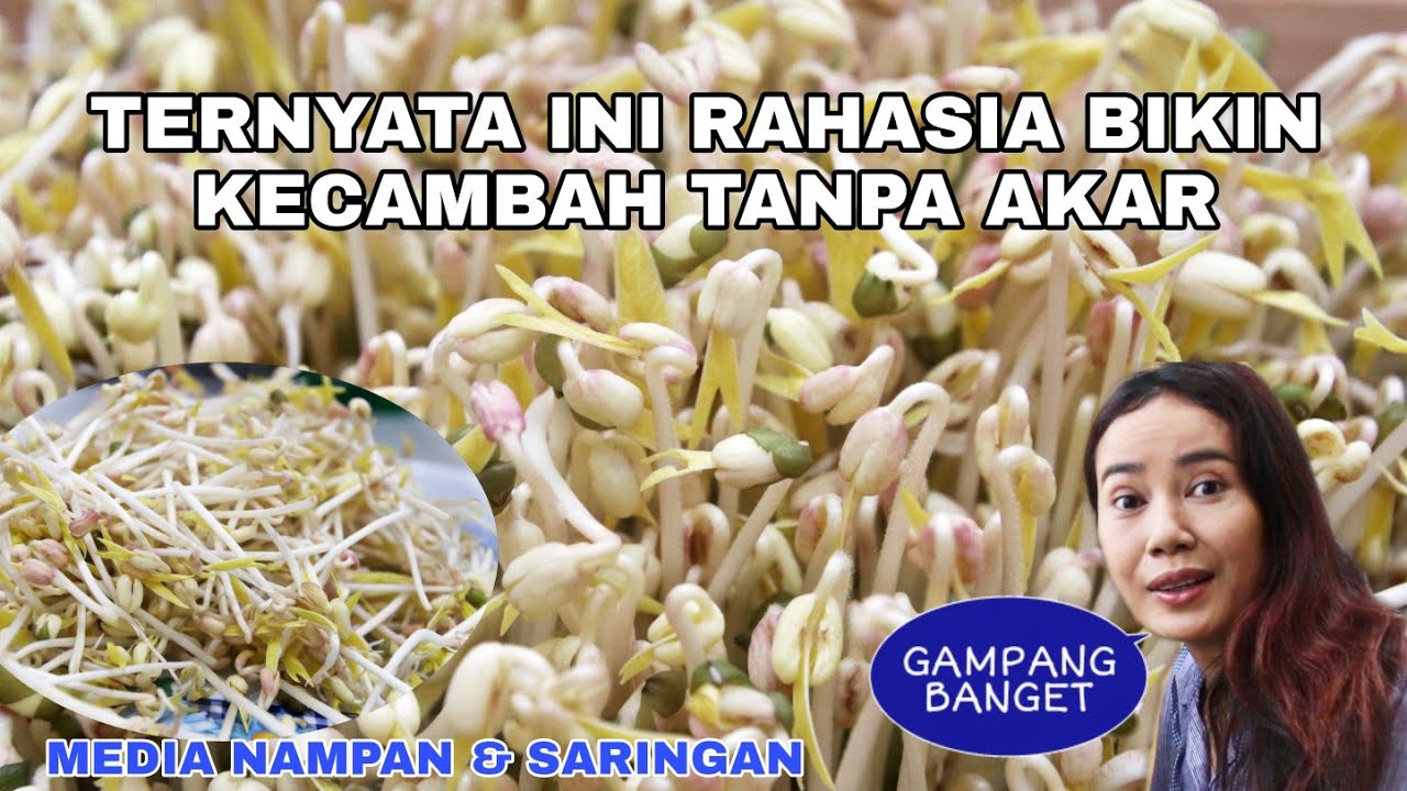 RAHASIA BIKIN KECAMBAH TANPA AKAR DENGAN MEDIA SARINGAN DAN NAMPAN